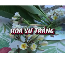 HOA SỨ TRẮNG
