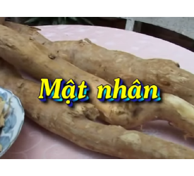Cây Mật Nhân ( cây bá bệnh)