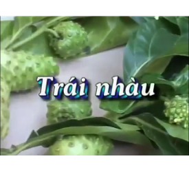 THUỐC TỪ TRÁI NHÀU