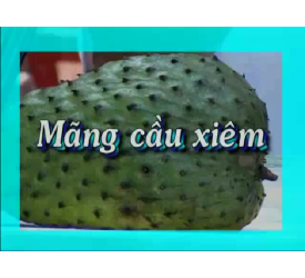 MÃNG CẦU XIÊM