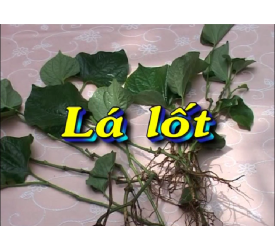 Lá lốt