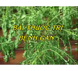 Bài thuốc trị bệnh Gan