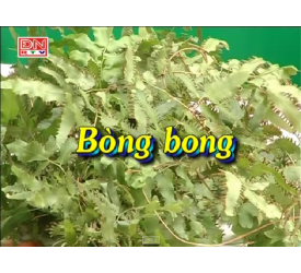 Bòng bong